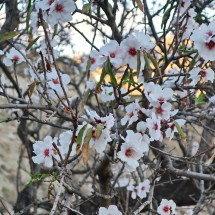 Almond tree in full blossom